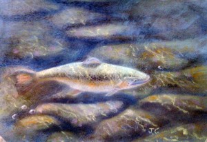 Trout Shallow water Pastel by Je'